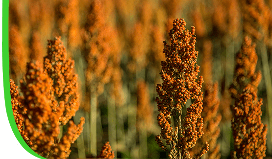 Sorgo